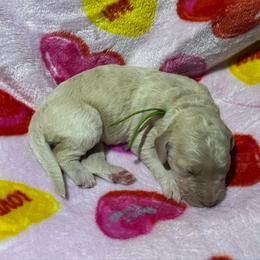 Heartly - Cream female Goldendoodle puppy in Simpsonville, South Carolina from D & D Golden Doodles, LLC