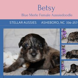 Betsy - Blue merle female Aussiedoodle puppy in Asheboro, North Carolina from Stellar Aussies