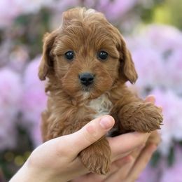 Pixie - Apricot Cavapoo puppy in Yacolt, Washington from Olga's Cavapoo