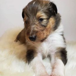 Collie Puppies from High Altitude Collies