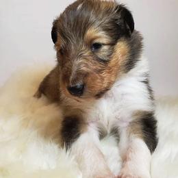 Collie Puppies from High Altitude Collies