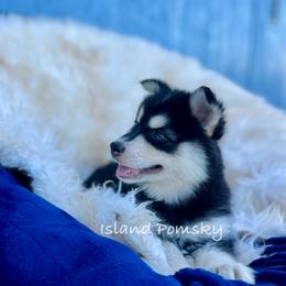 Nova - Black and white female Pomsky puppy in Hawaii from Island Pomskies