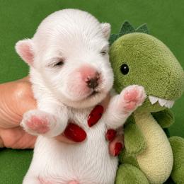 DINO - White male Maltese puppy in Orlando, Florida from Denise’s Puppies