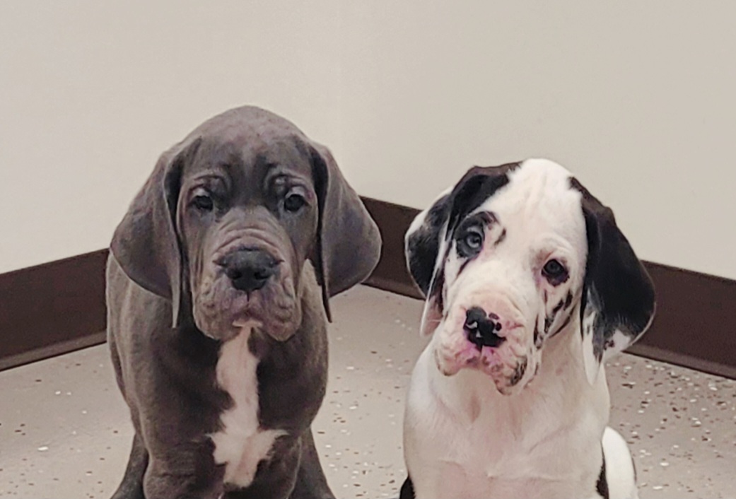 Great Dane Puppies from Bluestone Valley Danes