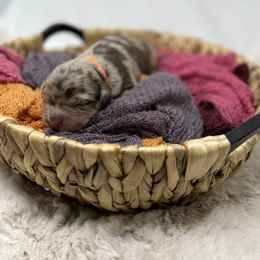 Aussiedoodle, Bernedoodle, and Goldendoodle Puppies from Little Golden Farm