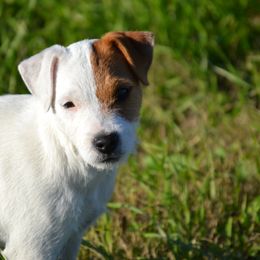 Jack Russell Terrier Puppies from Smokin Pistol Jack Russell Terriers