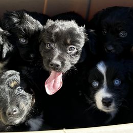 Miniature Australian Shepherd Puppies from Acton Aussies