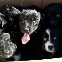 Miniature Australian Shepherd Puppies from Acton Aussies