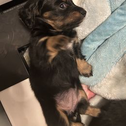 Dachshund Puppies from Bluestar dachshund