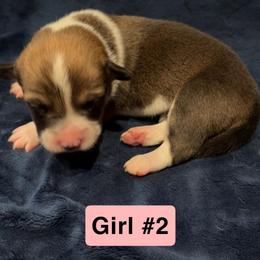 Girl 2 - Sable female Pembroke Welsh Corgi puppy in Vilonia, Arkansas from Kelsie Prieskorn