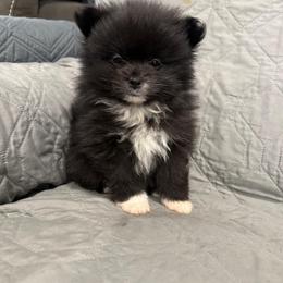 Puppy one - Black male Pomeranian puppy in Salem, Oregon from PNW Dynasty Poms