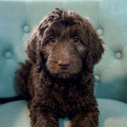 Angelica - Chocolate female Goldendoodle puppy in Tybee Island, Georgia from Castaway Doodles