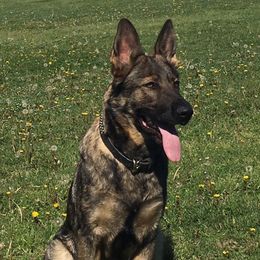 Stella - German Shepherd