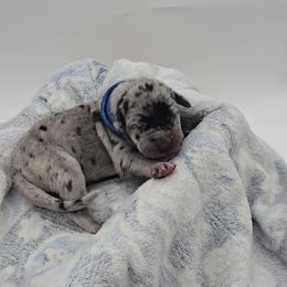 Mayor - Merle male Great Dane puppy in Caldwell, Idaho from Miner's Dynamic Danes