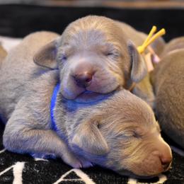 Puppy Girl - Silver gray female Weimaraner puppy in New Hartford, New York from Platinum Weimaraners
