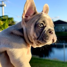 French Bulldog Puppies from Belle Âme Frenchies