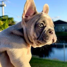 French Bulldog Puppies from Belle Âme Frenchies