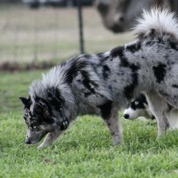 Pomskies from Susan Warnock