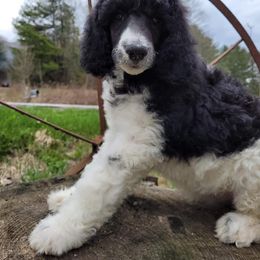 Poodle Puppies from Granny's Poodles