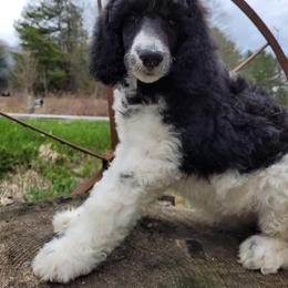 Poodle Puppies from Granny's Poodles