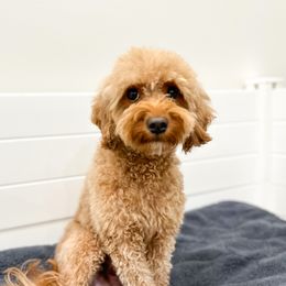 Kiara - Goldendoodle