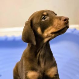 Reba - Red and rust female Doberman Pinscher puppy in Houston, Texas from Becken Dobermans