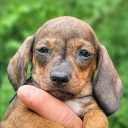Lumi - Brindle female Dachshund puppy in Mountain Grove, Missouri from Blueprint K9 Dachshunds- www.BlueprintK9.com