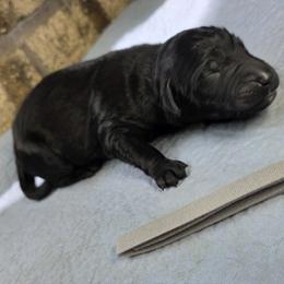 Onyx - Black male Goldendoodle puppy in Delphos, Ohio from Route 66 Poodles & Doodles, Sapphire Shih-tzu's of Ohio