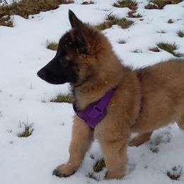 Belgian Tervuren from Sherry's Time Flies Tervurens