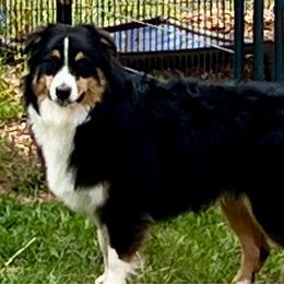 Ranger - Australian Shepherd