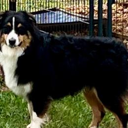 Ranger - Australian Shepherd