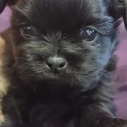 Shih Tzus from Shih-Tzu Adventures