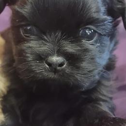 Shih Tzus from Shih-Tzu Adventures