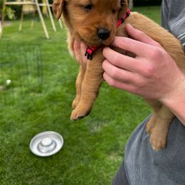 Boy 3 - male Golden Retriever puppy in Gillette, Wyoming from WyoGold Retrievers