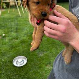 Boy 3 - male Golden Retriever puppy in Gillette, Wyoming from WyoGold Retrievers