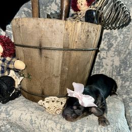 Dachshund All Grown Up from Neens Weens Kennels