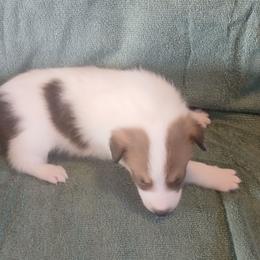White Sand Stones temp hold - White male Collie puppy in St Stephens, Wyoming from Desert Kennels