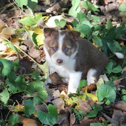 Border Collie, English Setter, and Miniature American Shepherd Puppies from First Harmony Farms