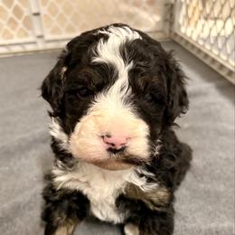 Green collar boy - Tri-color male Bernedoodle puppy in Lake, Michigan from 3 King Doodles & Poodles