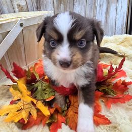 Nutmeg - Red merle male Toy Australian Shepherd puppy in Viking, Minnesota from Son Shine Farm
