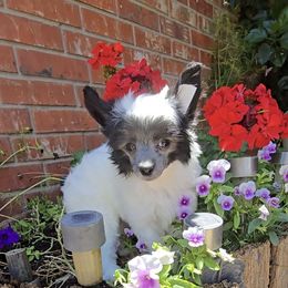 Elise - White and black female Chinese Crested puppy in Amarillo, Texas from Victoria's Chinese Cresteds Long Star Angels