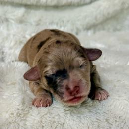 Anna - Merle female Goldendoodle puppy in Dayton, Ohio from Perks Court Doodles