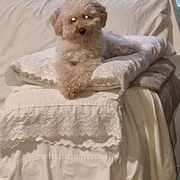 Poodle All Grown Up from Silver Moon Poodles