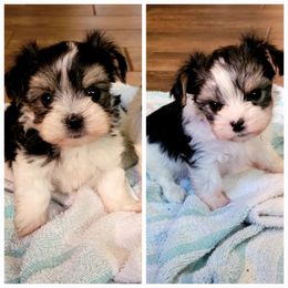 Maltese and Morkie Puppies from K and E Small Breed Puppies