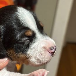 Burch - Piebald male Dachshund puppy in Florence County, South Carolina from Modern Family Standards