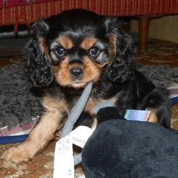Cavalier King Charles Spaniel Puppies from 7 Bridges Cavaliers
