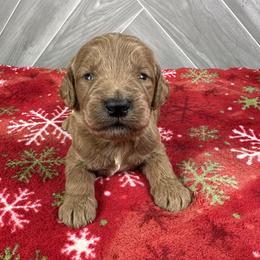 Boy 3 - male Goldendoodle puppy in Millersburg, Ohio from Ohio Puppy Paws