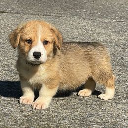 Johnson - Sable male Pembroke Welsh Corgi puppy in Apison, Tennessee from Ashmore Corgis