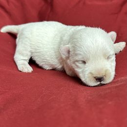 Eli - White male West Highland White Terrier puppy in Scurry, Texas from Karen Williams's West Highland White Terriers & Pembroke Welsh Corgis