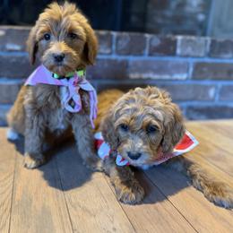 Willow-lime green - Apricot female Goldendoodle puppy in Bogue Chitto, Mississippi from Valentine Kennels